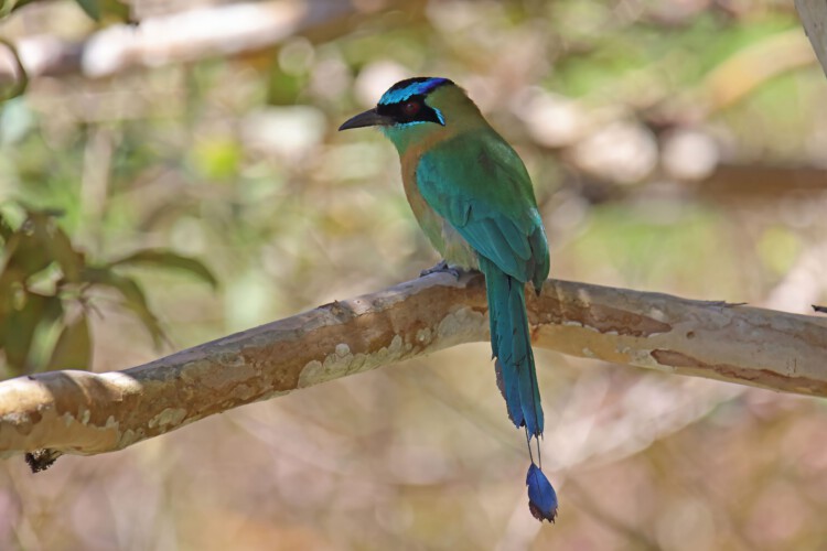 Diadem-Motmot
