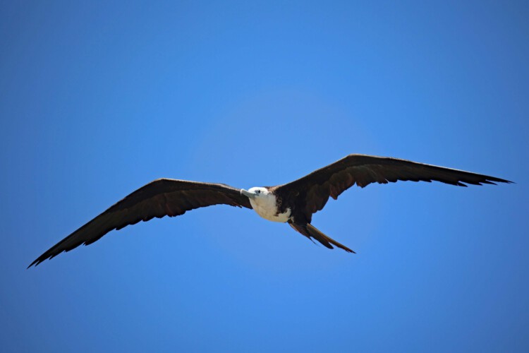 Prachtfregattvogel (juv.)