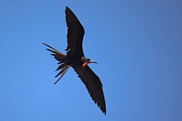 Prachtfregattvogel (m.)