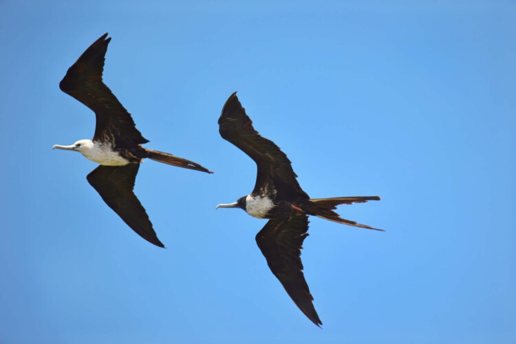 Prachtfregattvogel (w. und juv.)