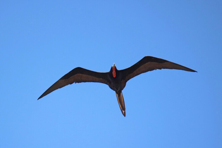 Prachtfregattvogel (m.)