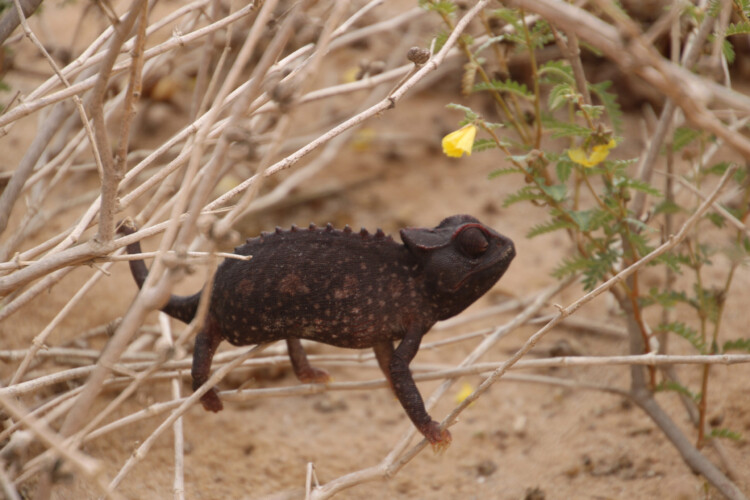 Namaqua Chamäleon