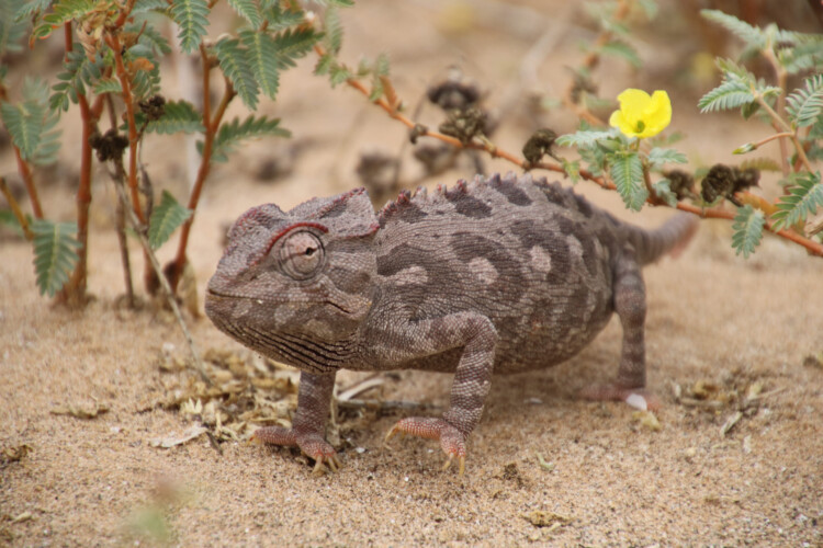 Namaqua Chamäleon