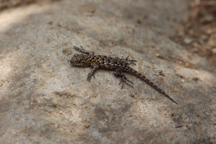 Malachitgrüner Stachelleguan w.