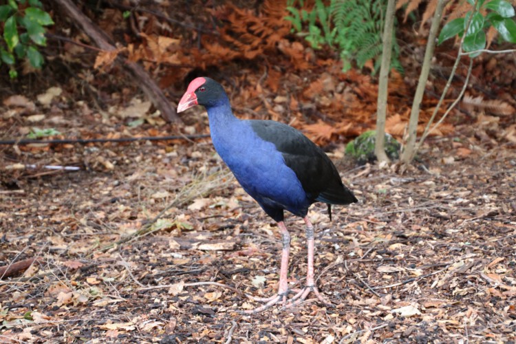 Australisches Purpurhuhn