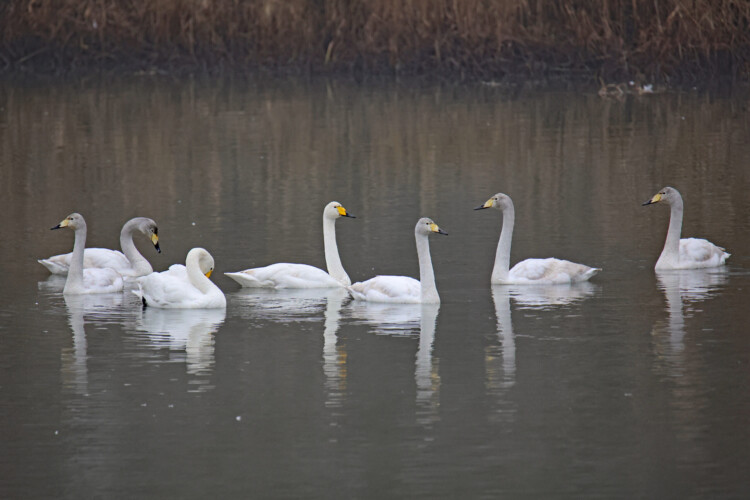 Singwschwan (ad. + 1. Winter)