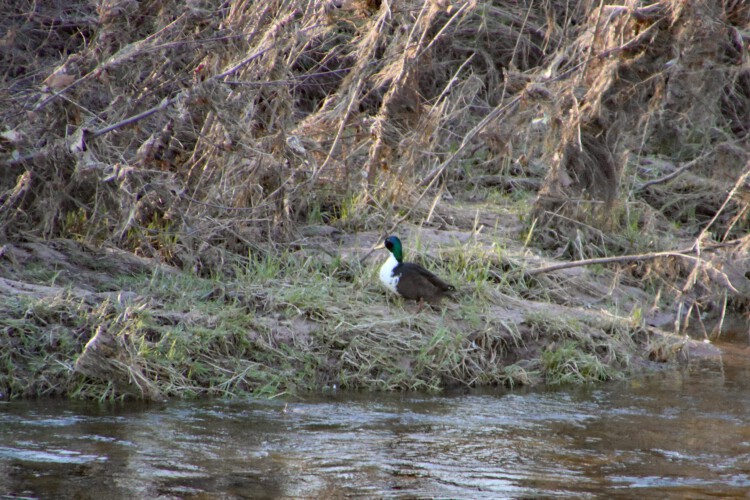 Stockente mit Leuzismus