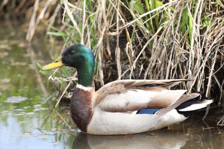 Stockente (m.)