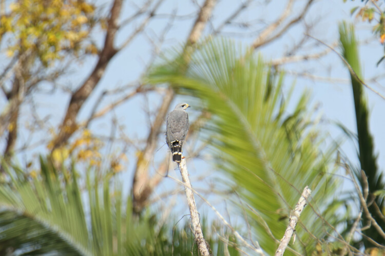 Graubussard