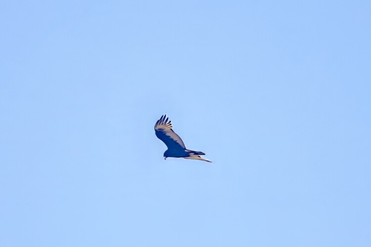 Rußbussard